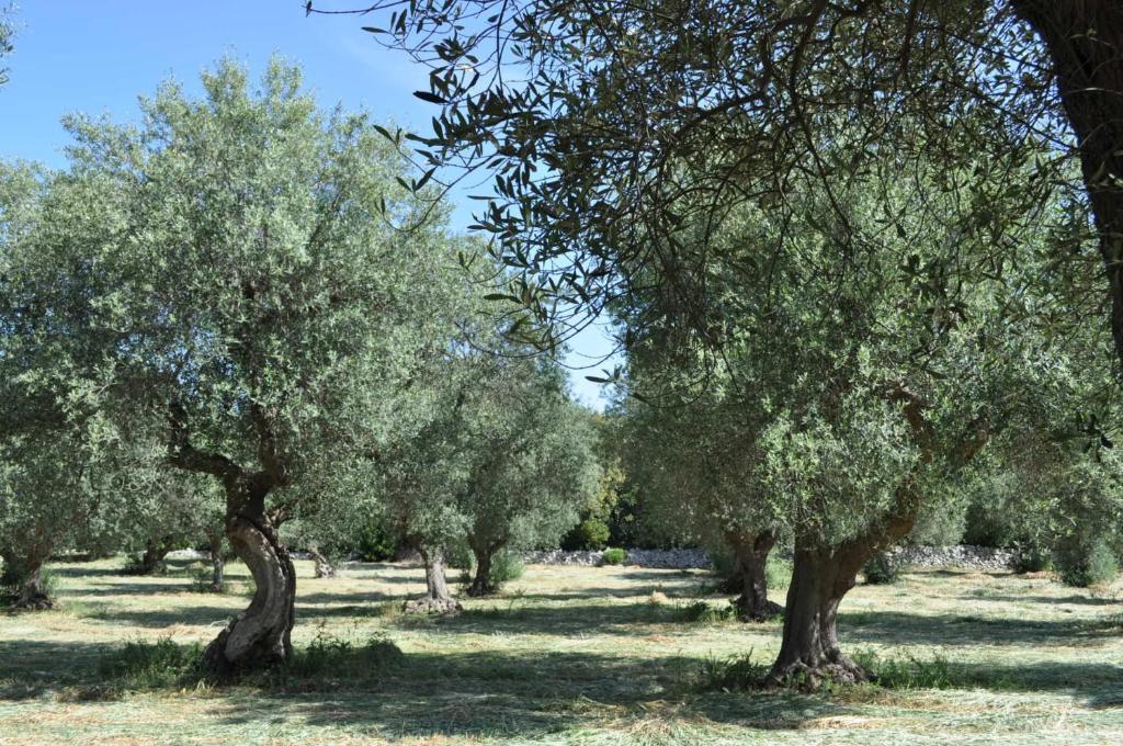 Masseria Costanza Putignano Kültér fotó