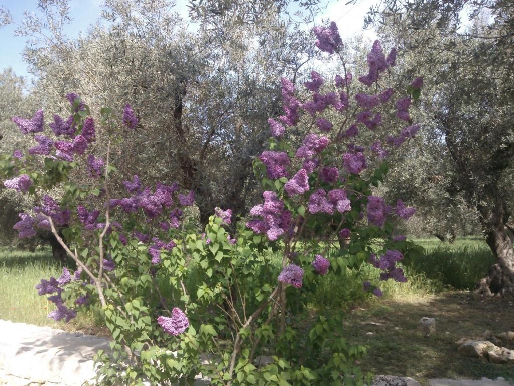 Masseria Costanza Putignano Kültér fotó